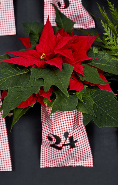 Stelle di Natale: decorazioni e idee regalo last minute con il fiore simbolo delle feste - Ragazzamoderna.it