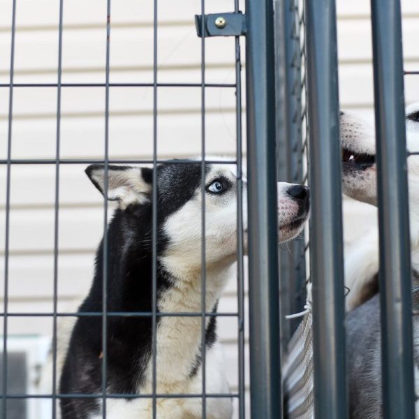 Allarme Enpa: Ogni giorno in Italia 127 animali domestici abbandonati