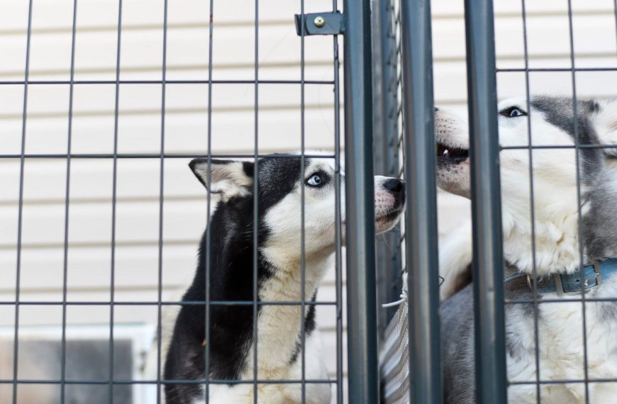 Allarme Enpa: Ogni giorno in Italia 127 animali domestici abbandonati - Ragazzamoderna.it